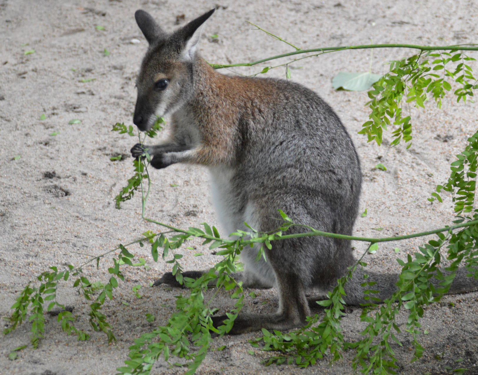 A red-necked wallaby eats leaves